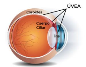 Dr. Vivek Singh is a Retina Specialist in indore